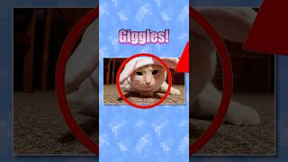 Meet Giggles the Cat! #cat #fundraiser #charitystream #Gigglesthecat