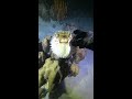Live Stream: Night Dive to Explore Coral Reefs &amp; Catch Lobsters, Fish, Seafood