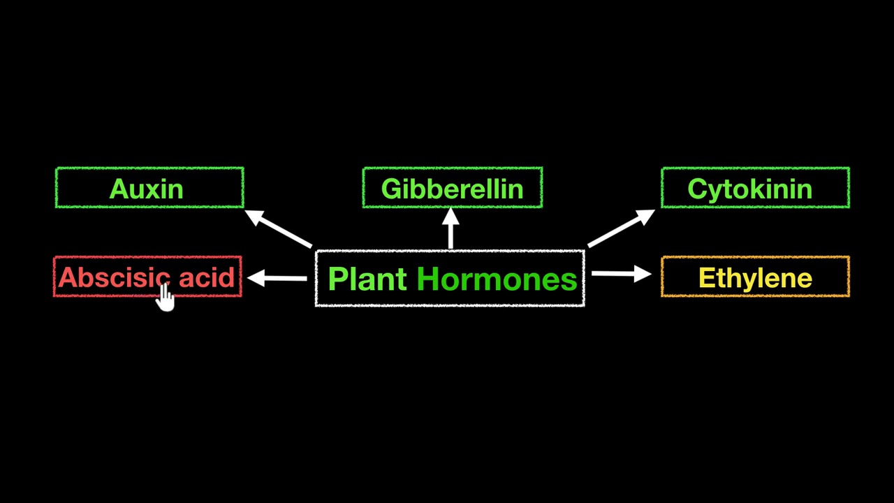 Plant Hormones YouTube