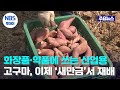 화장품·약품에 쓰는 산업용 고구마, 이제 ‘새만금’서 재배