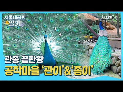 사람들 관심 싹쓰리💖 자기애 만랩 &rsquo;관종&rsquo; 서울대공원 수컷 공작새😎 저거 날개 아니에요ㅣ서울대공원 일기