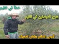 شرح للمبتدئين في تعلم تقليم شجرة زيتون المشكيل دبازة مع طريقة إعادة تكوينها من جديد 