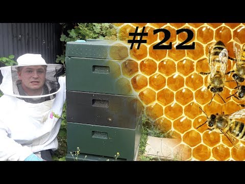 imkern-mit-einem-anfänger-#22-was-macht-der-honig-🍯