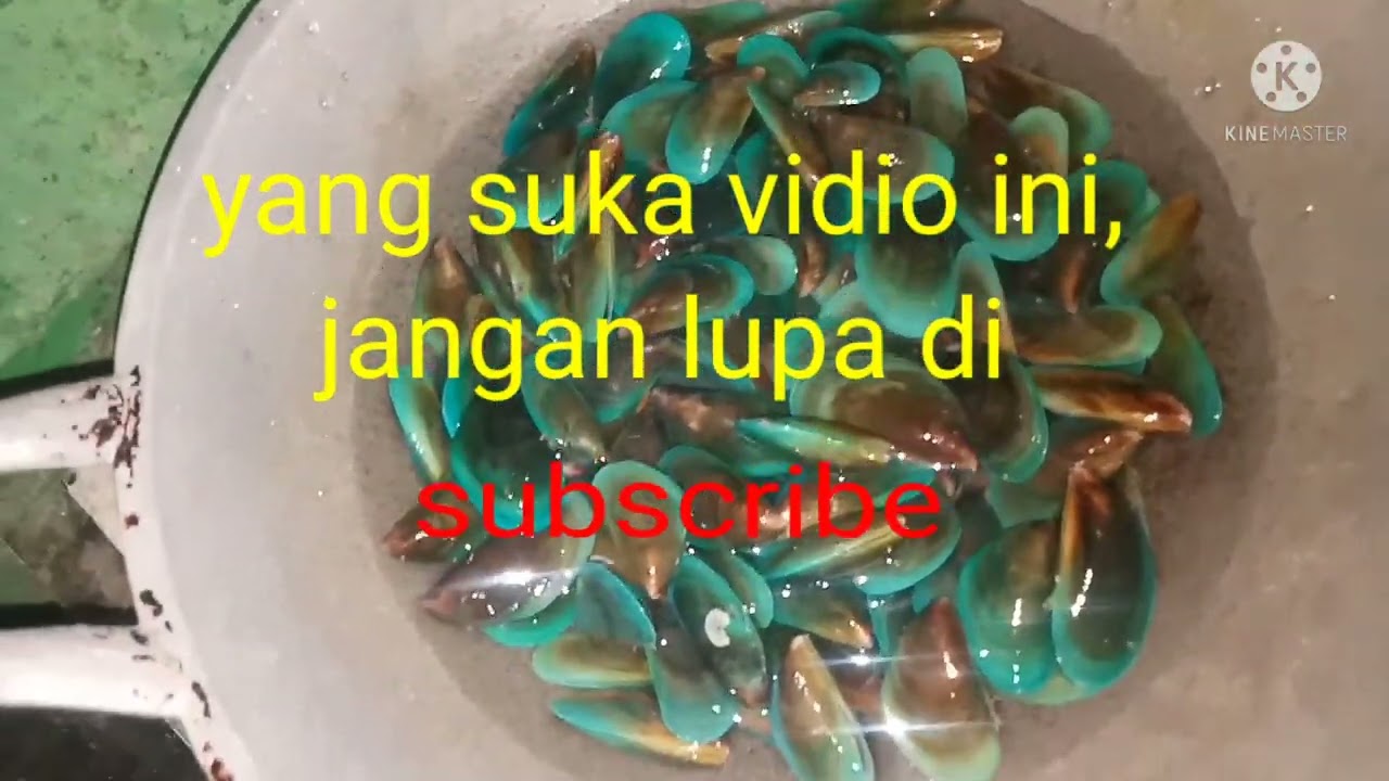 cara menyimpan kerang ijo agar tahan lama