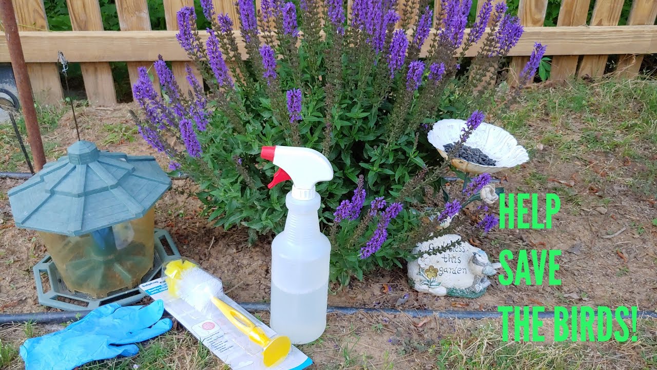 Как чистить кормушку для птиц и почему это важно | Домашнее чистящее средство