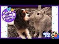 Pepper The Bunny And Lola The Dog Think They’re Sisters | Dodo Kids: Best Animal Friends