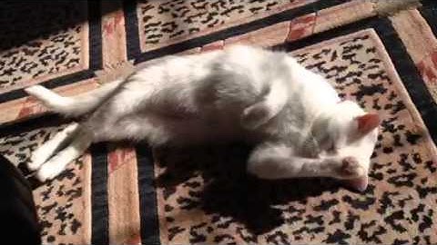 White cat sunbathing Bianca Barbarella