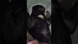 angelito que ronca #abundantlife #pug #funnymoments #funny #dog #elsecreto