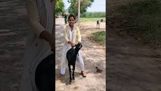 धर धर नच नच रट वयरल फन कमड वडय