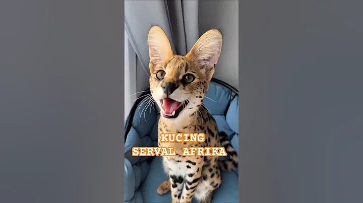 Video 10146291: kucing serval, servals catlover, serval cat funny