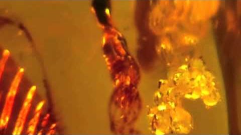 amber  macro imagery