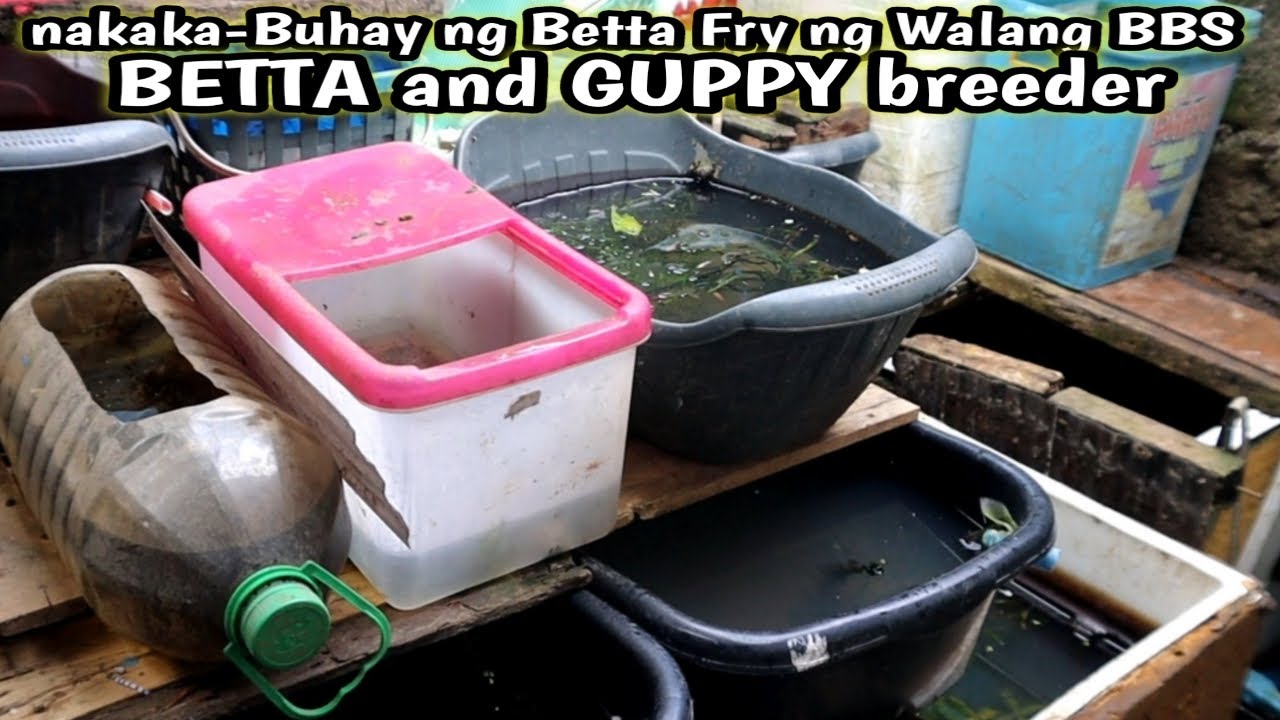 Breeder na di nagamit ng BBS sa Betta Fry pero palaging may Buhay😱TAGONG breeder ng Trece Cavite