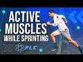 Active Muscles During a Sprint | Mechanics with Morey