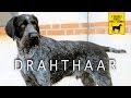 DRAHTHAAR trailer documentario