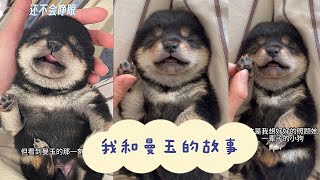 我跟曼玉Manyu的故事要从何说起呢......?#柴犬 #多巴胺 #豆柴 #抖音 #柴犬可愛い