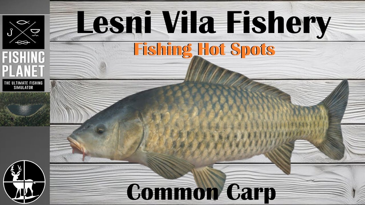angel fish net Comprehensive Guide to Freshwater Angelfish Care, Breeding & Aquarium Setup