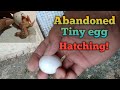 How to bring life an abandoned Pigeon egg?