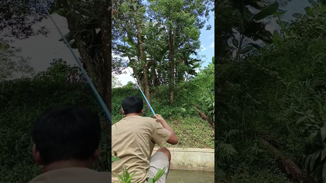 Mancing diparit kecil dapet ikan gehegek babon berotanya luar biasa 
