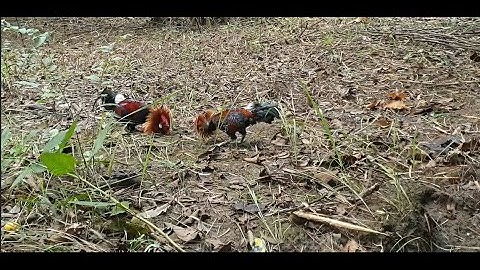 Clip Bẫy Gà Rừng Mồi Đá Bổi Te Tua Xem Đã Mắt