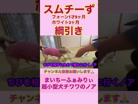【多頭飼い】スムチーずで綱引き!3ヶ月の子犬に本気で挑む『チワワのノア』#shorts #子犬 #chihuahua