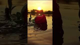 Red rose @CrisSunLife #redrose #water #lake