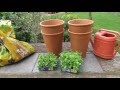 Planting Lobelia in the garden