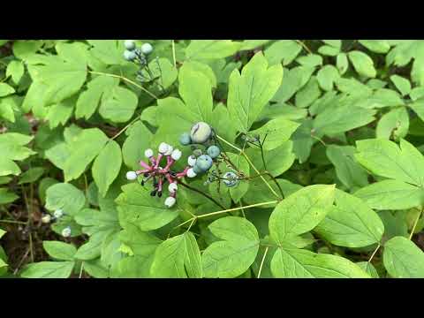 Medicinal Minute: Blue Cohosh (Caulophyllum thalictroides)