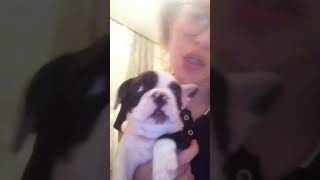 Французский бульдог ЖОРА видео смотреть маленький бульдог щенок 🐶 Французский бульдог ЖОРА видео смотреть маленький бульдог щенок 🐶