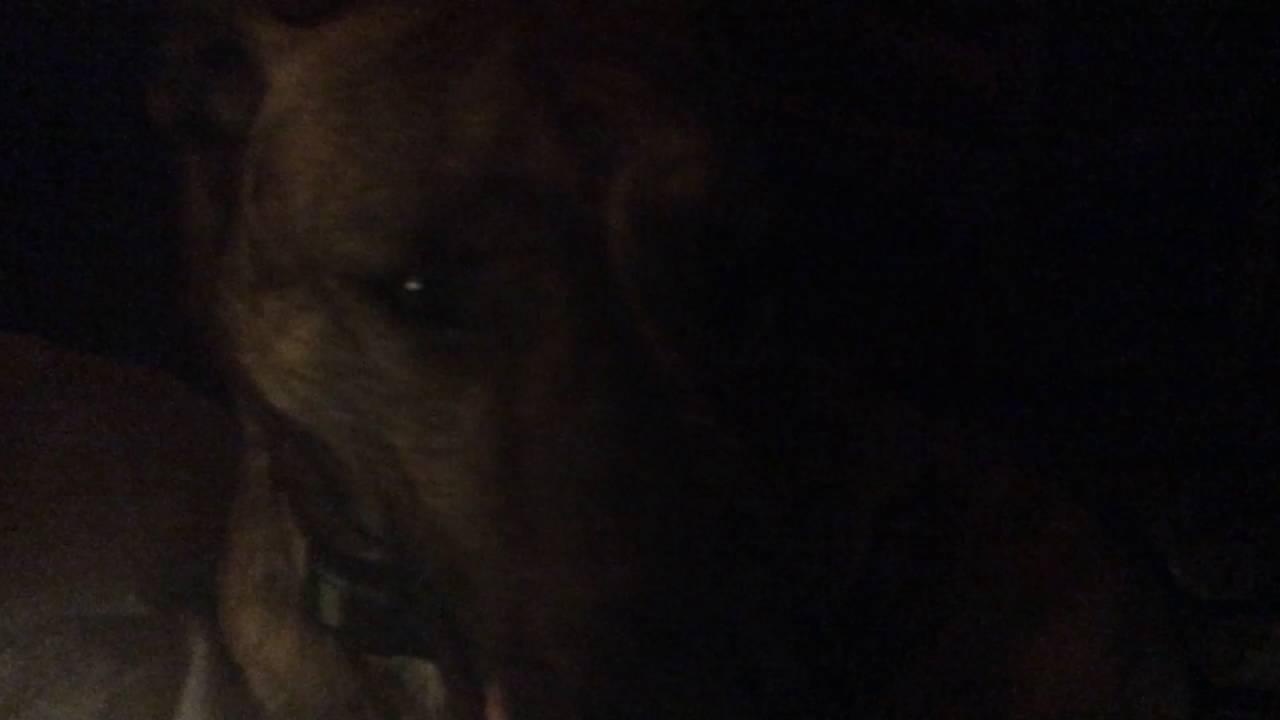 The dog face YouTube