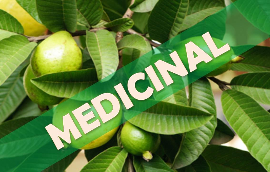 para que es buena la hoja guayaba