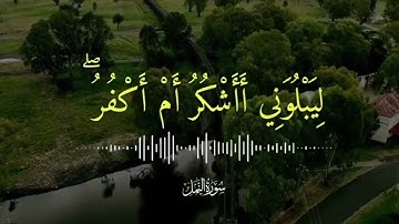 #القارئ بلال دربالي #حالات واتس آب 🌴#قرآن كريم 🍀**ومن يشكر فإنما يشكر لنفسه**