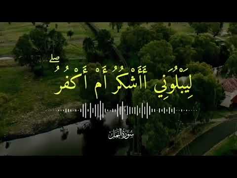 القارئ بلال دربالي حالات واتس آب قرآن كريم ومن يشكر فإنما يشكر لنفسه 