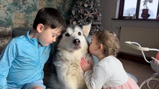 Concerned Baby Does Everything She Can To Make My Poorly Husky Feel Better. Cutest Reaction