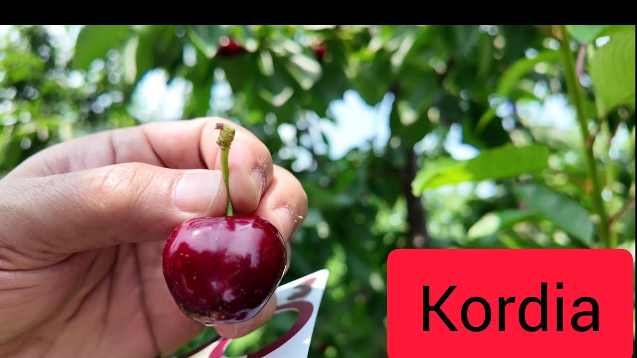 Maksima 14 üzərində Kordia Növü Step lider sistemi