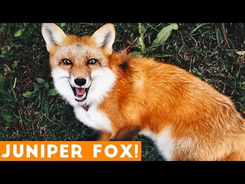 funniest-juniper-fox-video-compilation-|-funny-pet-videos