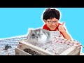예준이의 햄스터 미로 만들기 동물 놀이터 만들기 Hamster Maze Animal Playground