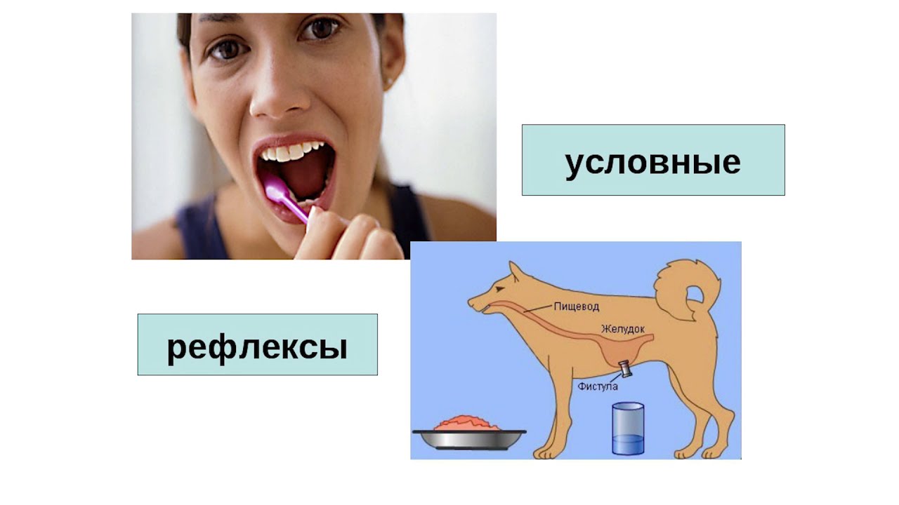 За условный рефлекс отвечает. Условный рефлекс. Условные рефлексы у человека. Примеры условных рефлексов у человека. Условные рефлексы примеры.