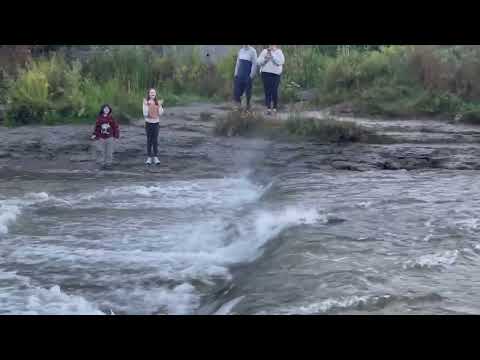 Ganaraska River Salmon Port Hope September 12, 2022