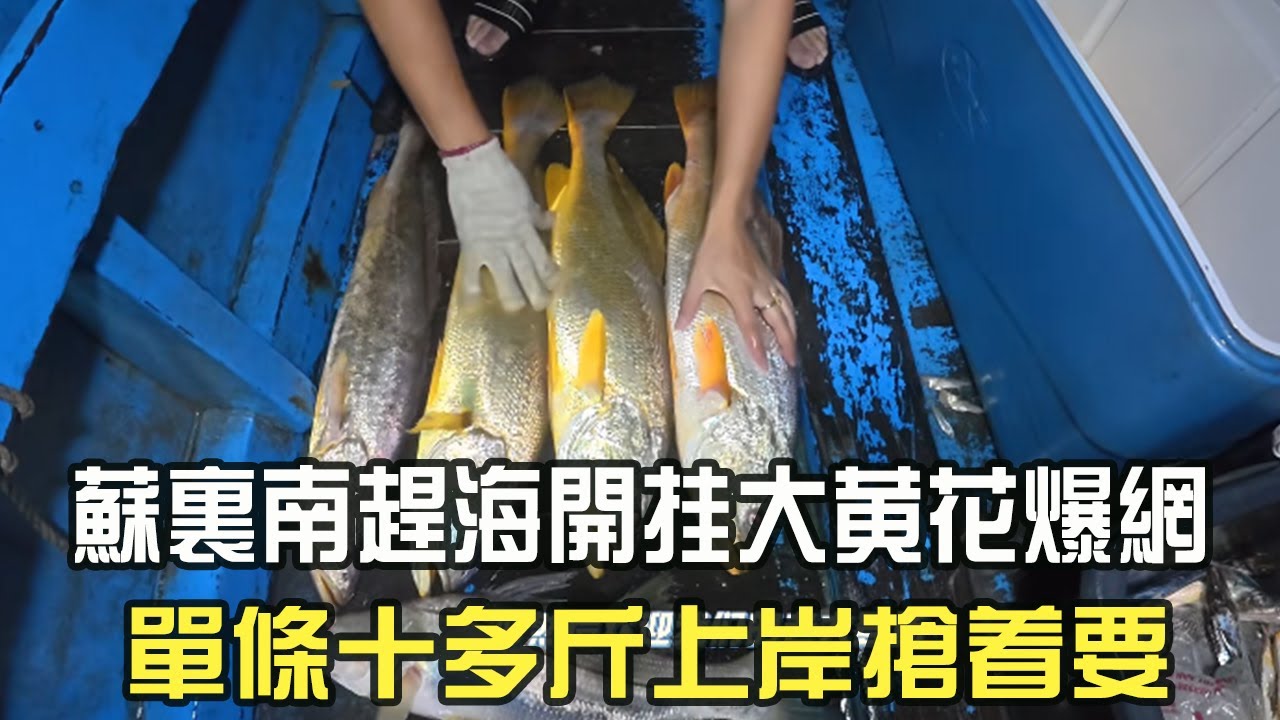 蘇裏南趕海開挂大黃花爆網，單條十多斤上岸搶著要#阿牛愛捕魚  #蘇裏南 #趕海 #捕魚 #網魚