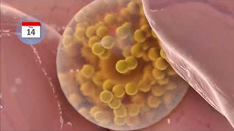 Ovulatie en de menstruatiecyclus