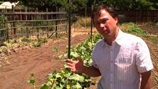 Urban Vegetable Gardening in Sacramento and Harvesting Artichoke Pollen