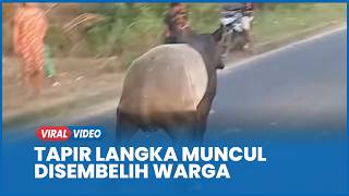 MIRIS, Tapir Langka Muncul di Jalan Lintas Sumatera Disembelih Warga Mesuji