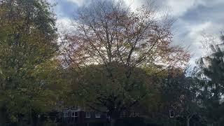 Common beech - tree - November 2022