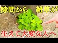 雑草対策|コンクリのひび割れや目地などから生える雑草の対策を紹介します。