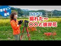 「置きピンで鉄道写真」&ビニール傘を使って彼岸花フィナーレ