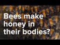 Bees Make Honey in the Bodies - Scientific Miracles of the Quran Ep. 8