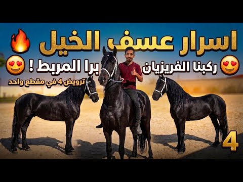 أسرار عسف الخيل | ركوب الفريزيان برا المربط | ترويض 3 فريزيان في مقطع واحد | ! 