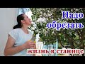 Жизнь станичная. ЗАВАРИЛИ флягу чая /КРОМСАЮ сирень /ОБЗОР моих роз. Переезд на Юг.