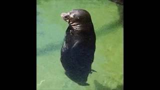 FUNNY!!!! Animal gifs and videos
