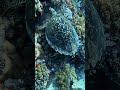 #sharmelsheikh #adventure #scubadiving #underwater #turtle #ocean #travel
